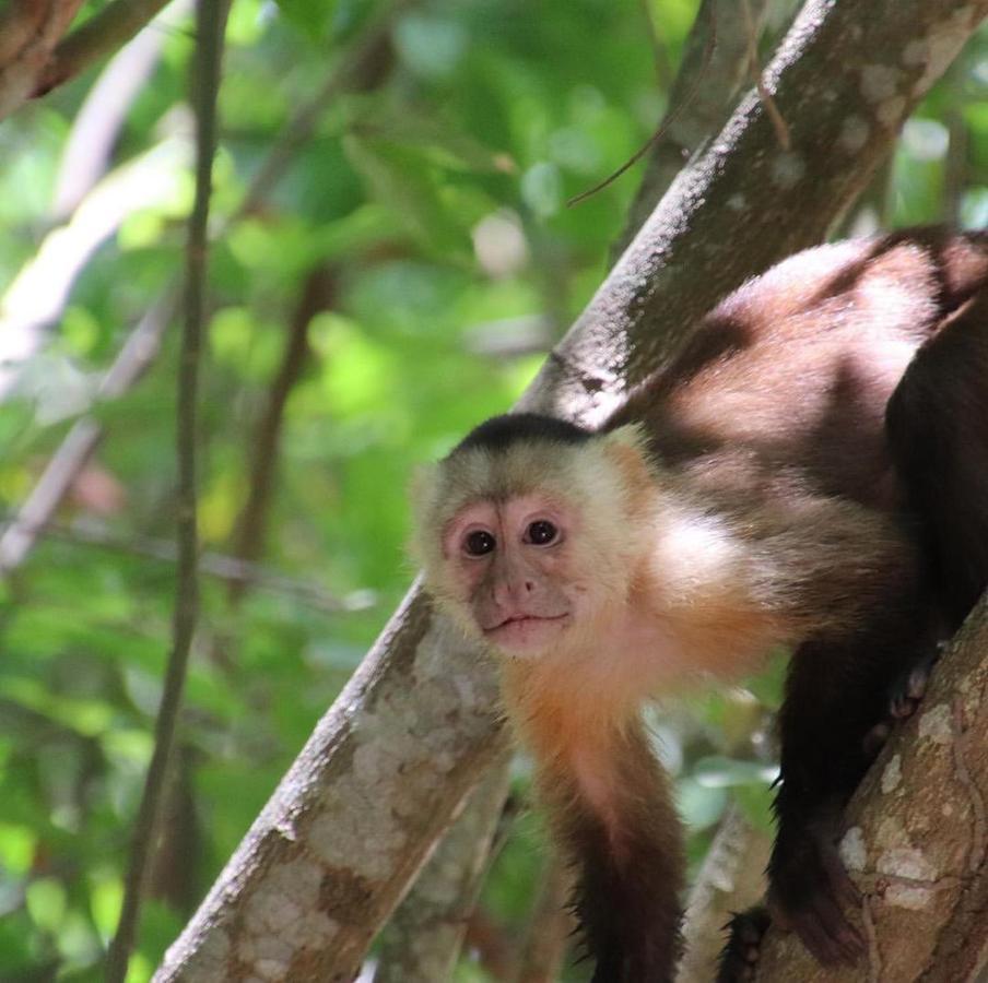 엘 자이노 Camping Castilletes Parque Tayrona B&B 외부 사진